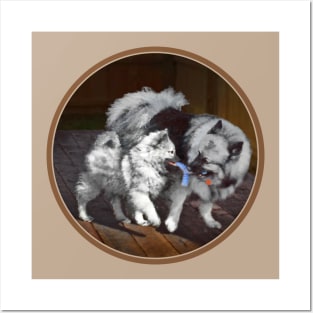 Keeshond Playtime Posters and Art